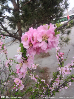 路边山上花卉图片欣赏,路边山上花卉图片欣赏高清