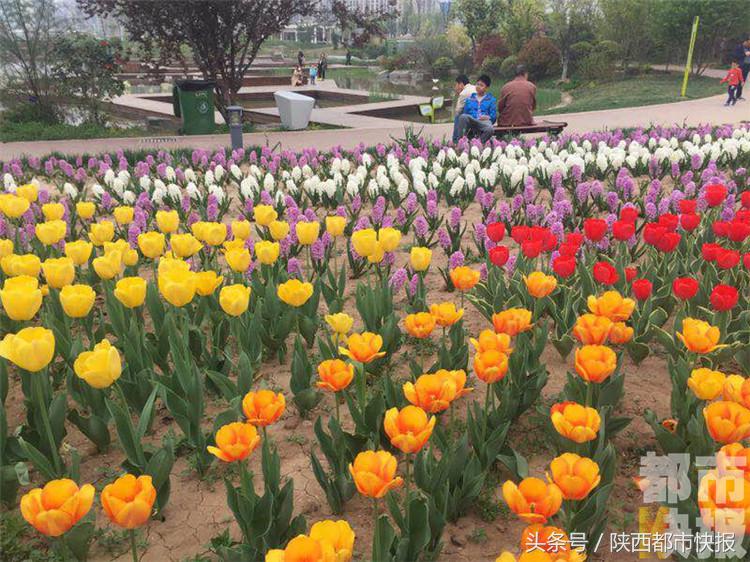 西安市植物园花卉图片欣赏,西安植物园2021花展