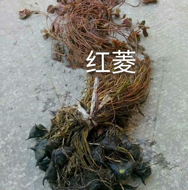 菱角花卉图片,菱角花开