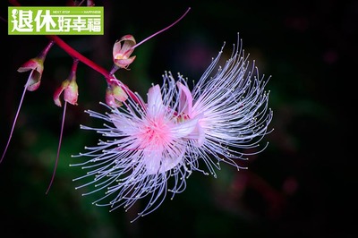 花卉图片黑夜,花卉图片手绘 黑白画