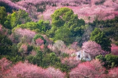 盆栽梅花剪枝,梅花 剪枝