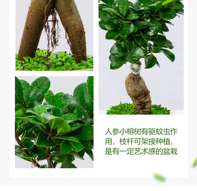 观叶组合盆栽,盆栽观叶植物的栽培和管理