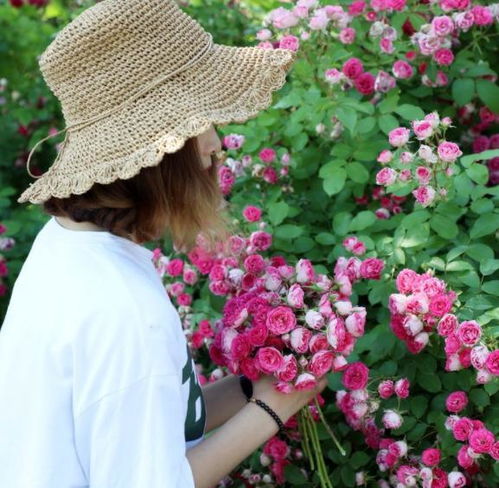 骨美盆栽月季花的养殖方法[骨美盆栽月季花的养殖方法和管理]