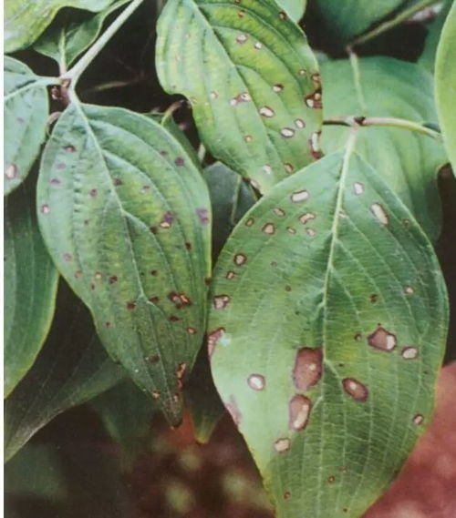 盆栽植物线病虫害防治[植物线虫用什么药最好]