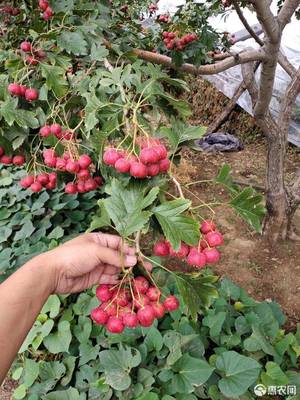 盆栽果树种植技巧视频教程,盆栽果树种植技巧视频教程全集