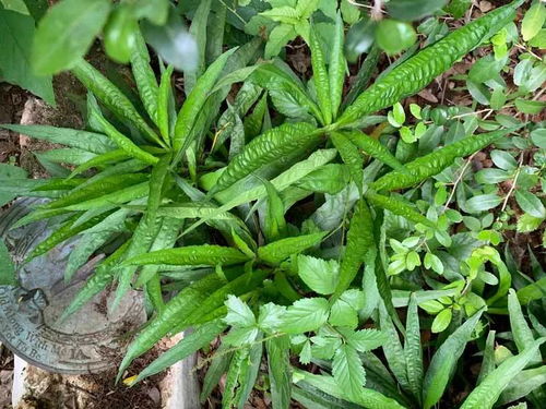 翠芦莉的盆栽种植方法[翠芦莉多少钱一株]