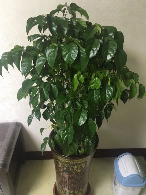 常见盆栽植物名称大全图片大全[300种常见盆栽植物名称及图片]