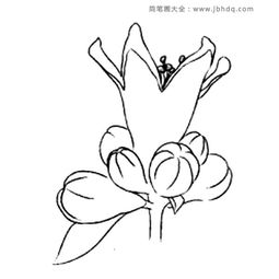 石榴花简笔画图片[石榴花简笔画图片 简单]