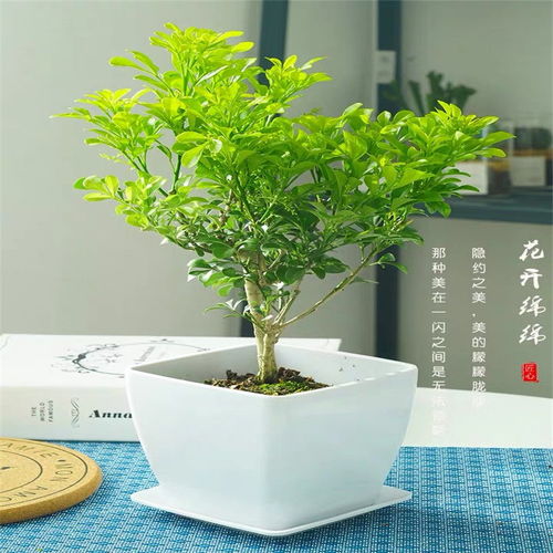 室内盆景植物有哪些[室内盆景植物有哪些图片]