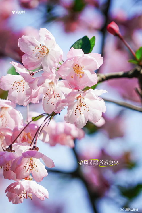 春天的花有哪些花开的名称[春天的花有哪些花开的名称图片]