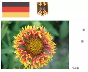 各国国花及花语[各国国花及花语列表]