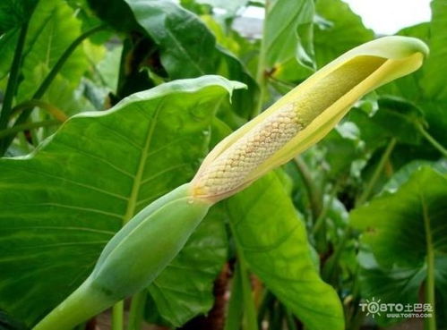 滴水观音会开花吗开什么花[滴水观音会开花吗开什么花图片大全]