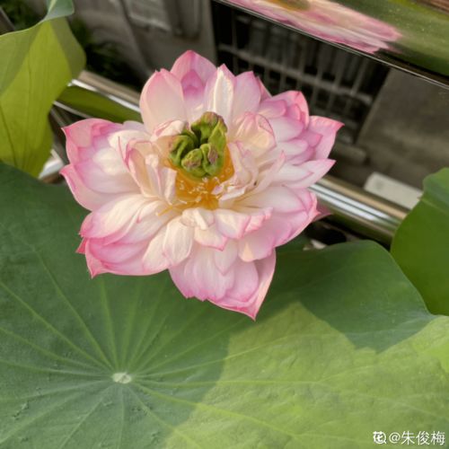 四月开的花都有什么花[4月5月开的花都有什么花]