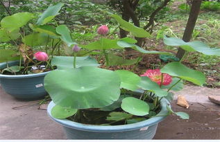 碗莲什么时候种植最佳[碗莲发芽后芽一直泡水里吗]