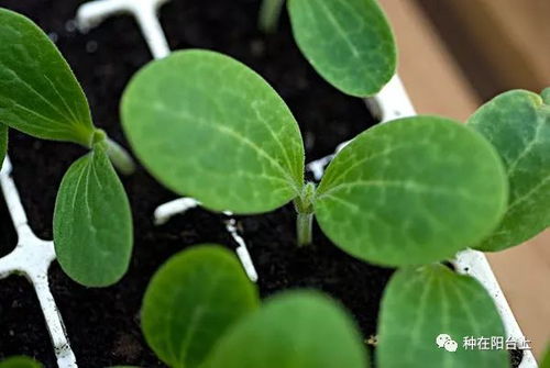 水草种子正确种植方法[水草种子正确种植方法和时间]