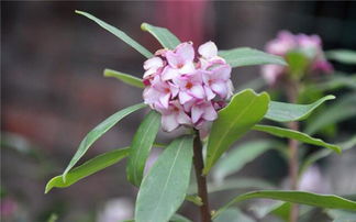 瑞香花怎么养家庭养法[瑞香花的花语和象征]