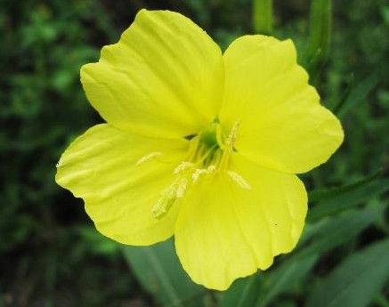 夜来香花的图片[夜来香花的图片是什么样子的]