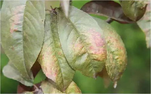 桃树病虫害防治[桃树病虫害防治常用农药及用量]