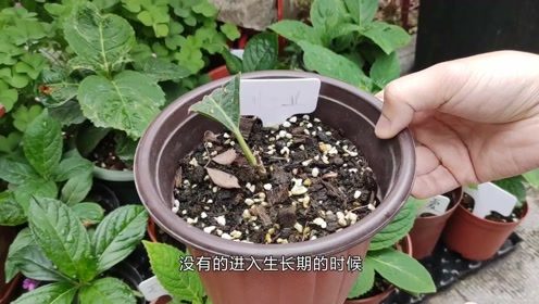 绣球花怎样施肥效果好,绣球花施什么肥料好