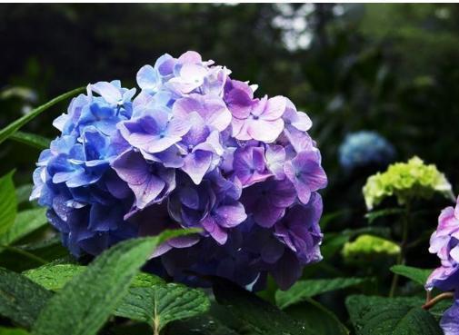 绣球花开花期怎么浇水,绣球花开花期怎么浇水最好