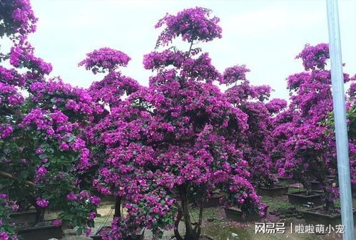 三角梅怎么修剪枝叶,三角梅如何修剪枝条图文详解