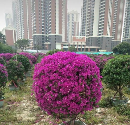 三角梅怎样修剪造型好看图片视频,三角梅怎样修剪造型好看图片视频大全