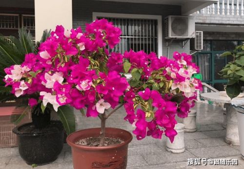 三角梅怎么施肥才开花[三角梅怎么用肥]