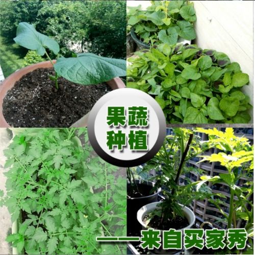 花卉植物施肥技术视频[花卉的栽植与养护管理技术]