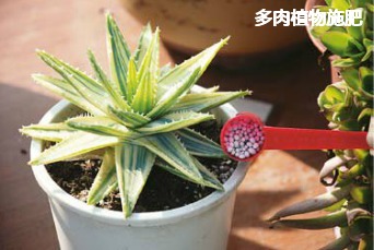 植物施肥太多会怎么样,植物施肥多了是不是会枯萎