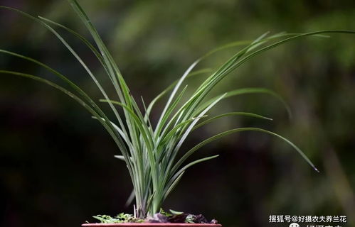 植物施肥口诀图片,植物施肥口诀图片大全