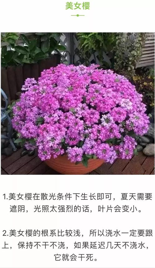 花卉种植施肥技术有哪些内容和方法,80种常见花卉施肥攻略