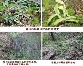 植物施肥的方法及作用是什么,植物施化肥有什么作用