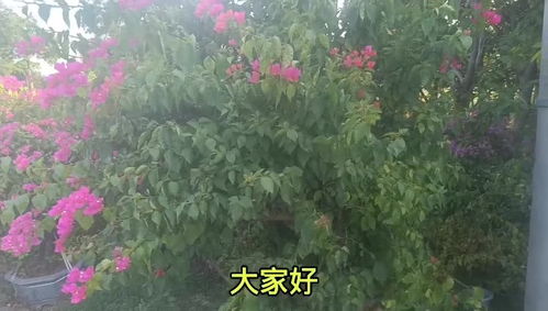 花卉种植施肥技术视频教程全集下载,种花施肥方法