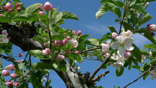 苹果花的特点(苹果花的特征) 20240416更新