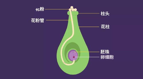 花的结构分别发育成什么(花的结构以及发育成什么) 20240417更新