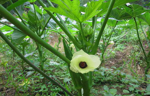 秋葵是什么时候种植最好(秋葵什么时候种植最好南方) 20240419更新