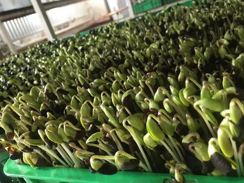 萝卜芽苗菜种植技术(萝卜芽苗菜怎么吃法) 20240420更新