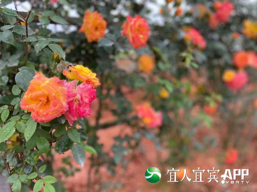 一花一木园艺师(一花一木餐厅) 20240421更新