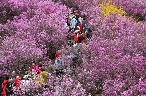 杜鹃花开花多长时间凋谢(杜鹃花开花多长时间凋谢一次) 20240423更新