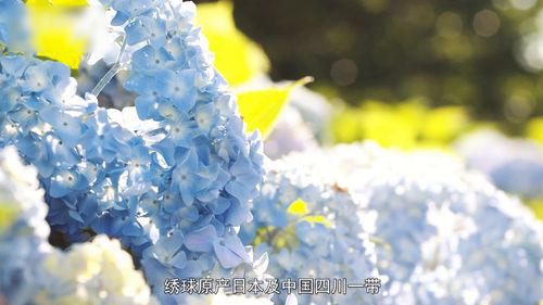 哪些花是在8月开的(什么花在8月份开花) 20240423更新