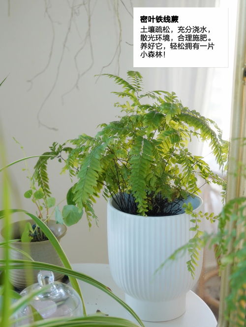 小小园艺师盆景植物粘土(粘土小盆景植物图片大全) 20240426更新