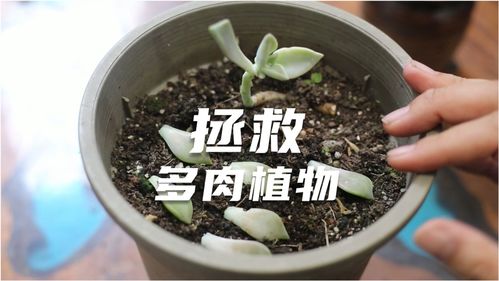 园艺师教你修剪桅子花(如何修剪栀子花视频) 20240428更新