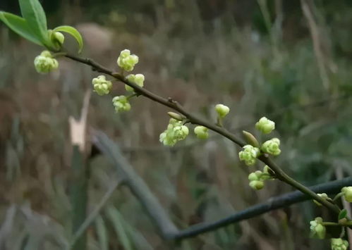 丛生紫荆是乔木还是灌木(丛生紫荆与紫荆的区别) 20240502更新