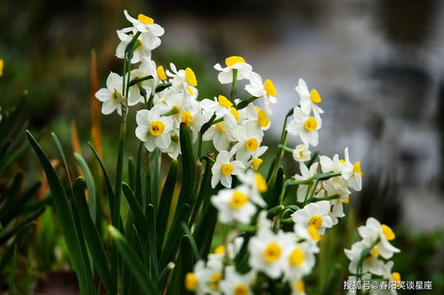 水仙花图片唯美壁纸图片(水仙花图片手绘) 20240507更新