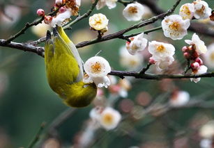 金桂花一年开几次花呀(金桂一年开三次花) 20240513更新