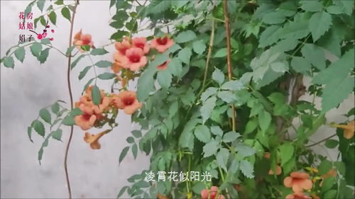 炮仗花和凌霄花哪个好养(炮仗花和凌霄花是一种花吗) 20240514更新