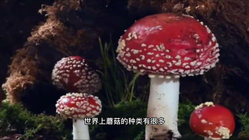 蘑菇的种类有多少种(蘑菇有哪几种?) 20240515更新