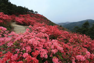 映山红杜鹃花的区别(杜鹃映山红是一种植物吗) 20240517更新