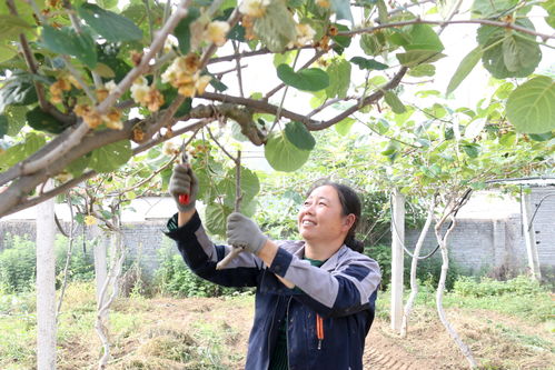 樱桃树的夏季管理与修剪(樱桃树全年管理和修剪) 20240517更新