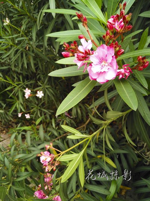 红花风铃木花期多久(红花风铃木什么时候开花) 20240518更新